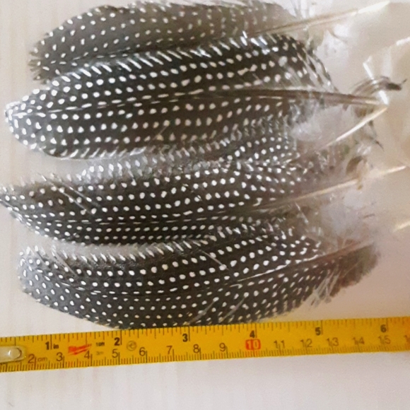 Guinea Fowl Feathers - Picture 2 of 2